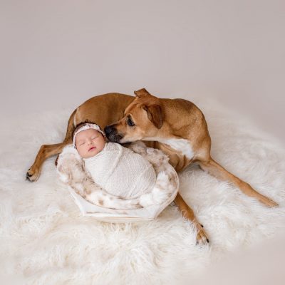 newborn family photos with dogs