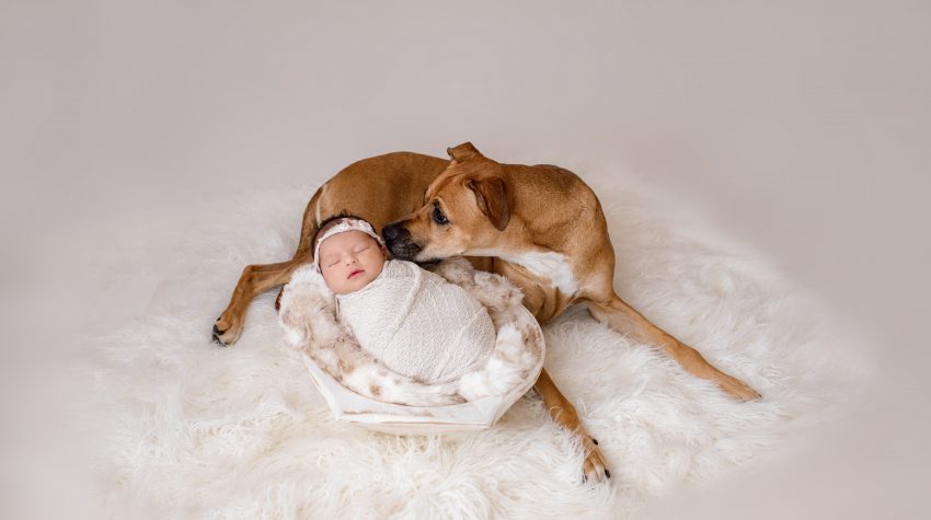newborn family photos with dogs